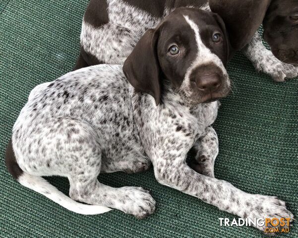 German Shorthaired Pointer