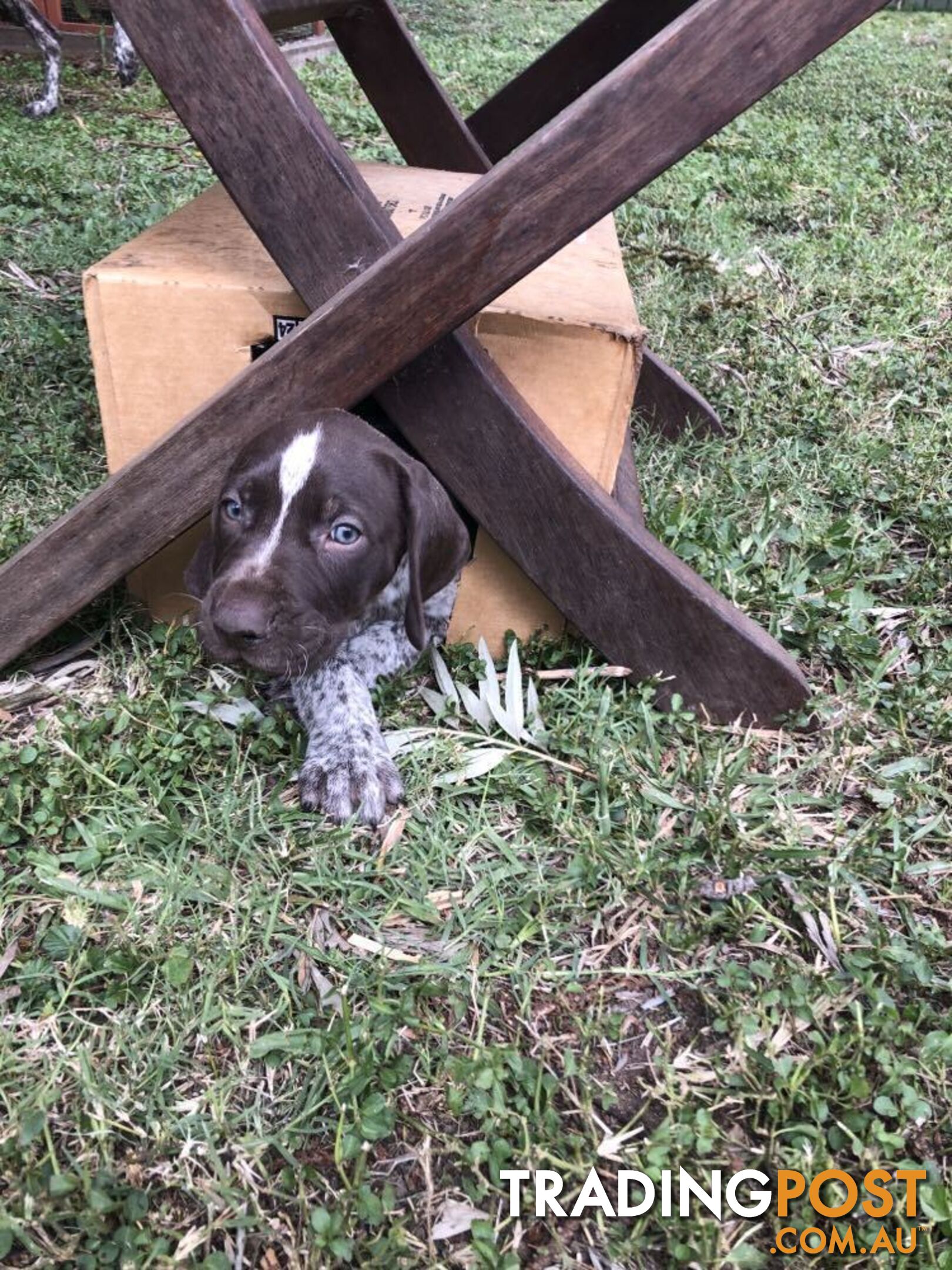 German Shorthaired Pointer