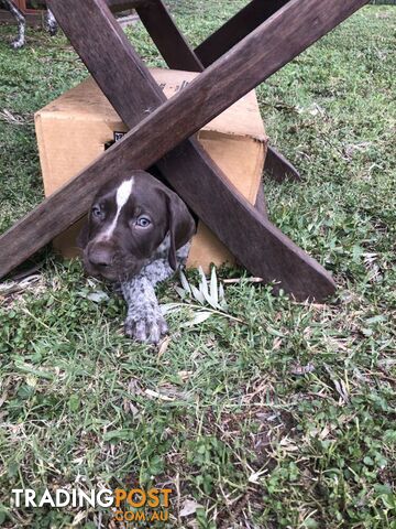 German Shorthaired Pointer