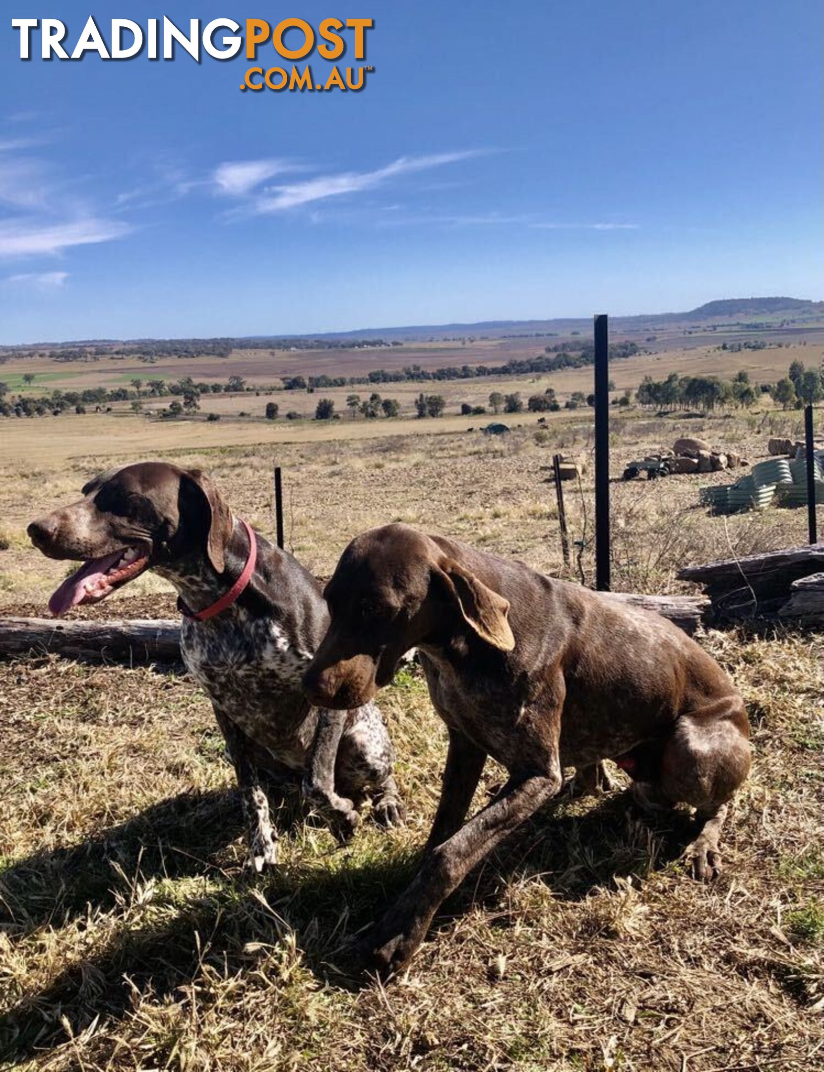 German Shorthaired Pointer