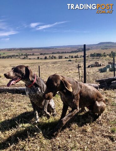 German Shorthaired Pointer