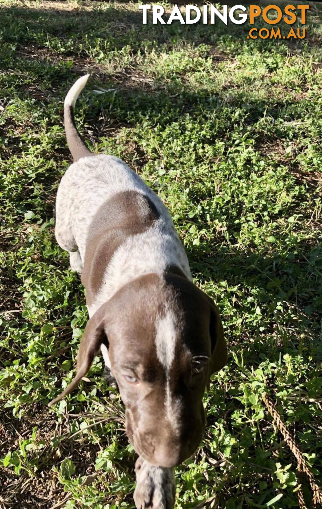 German Shorthaired Pointer