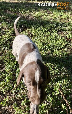 German Shorthaired Pointer