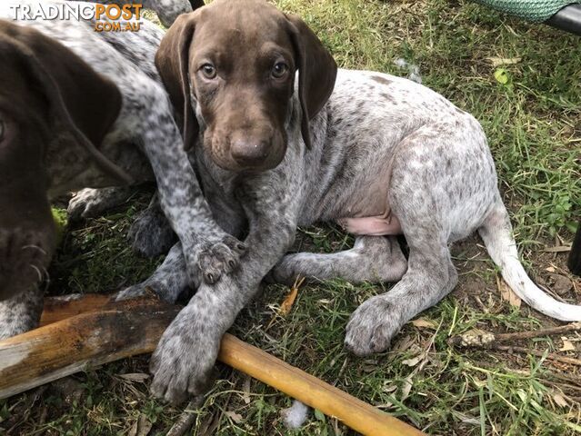 German Shorthaired Pointer