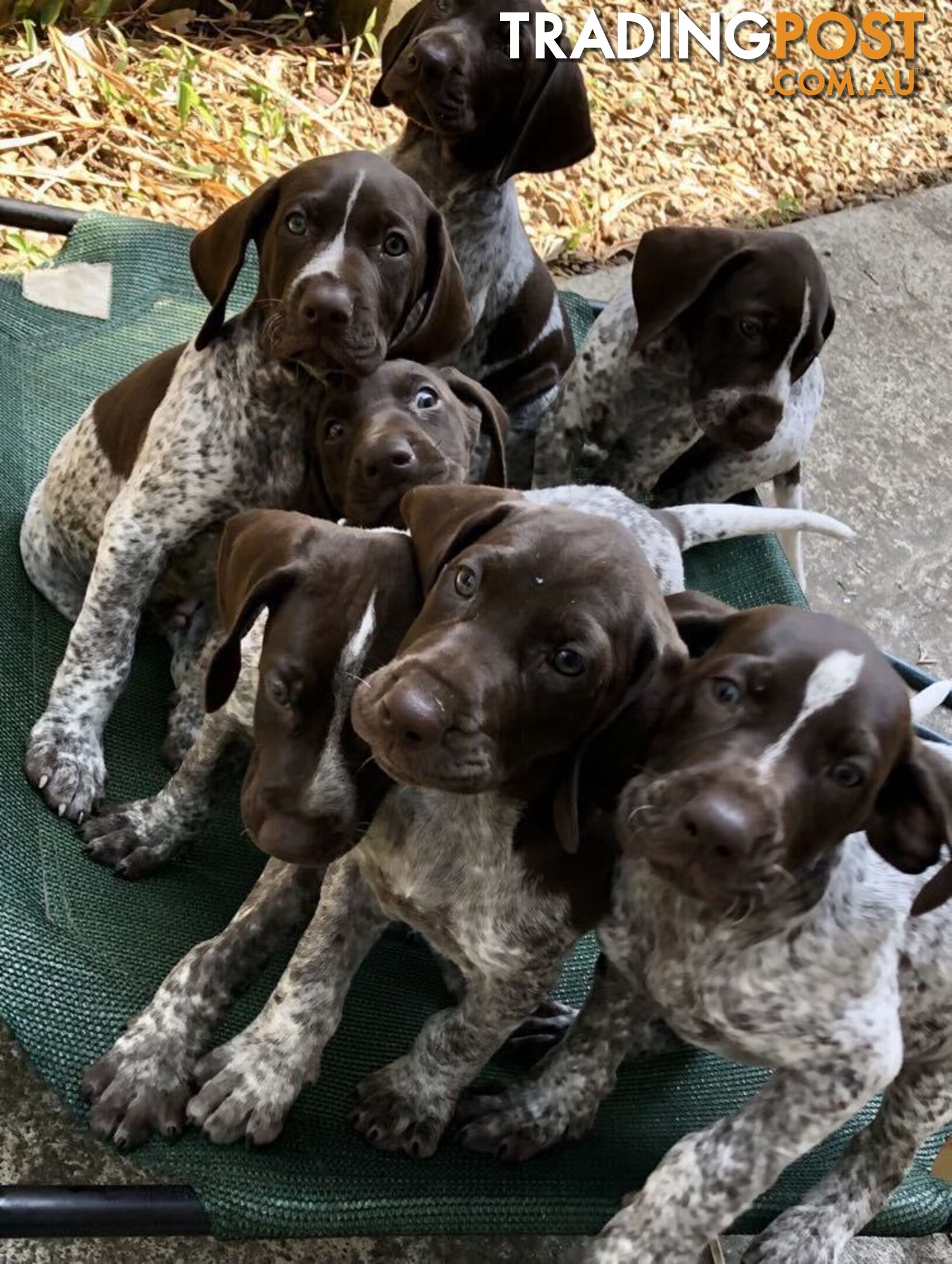 German Shorthaired Pointer