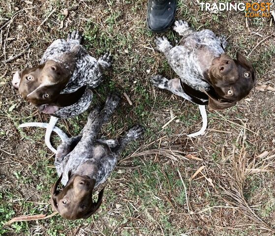 German Shorthaired Pointers