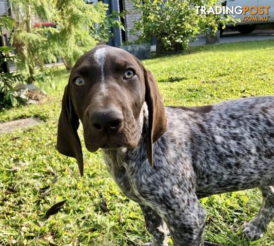 German Shorthaired Pointers