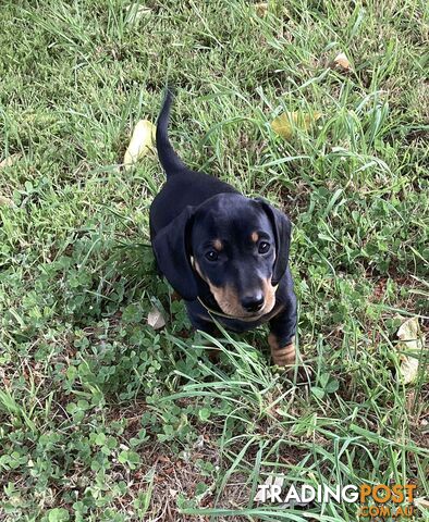 Miniature Dachshund Puppies