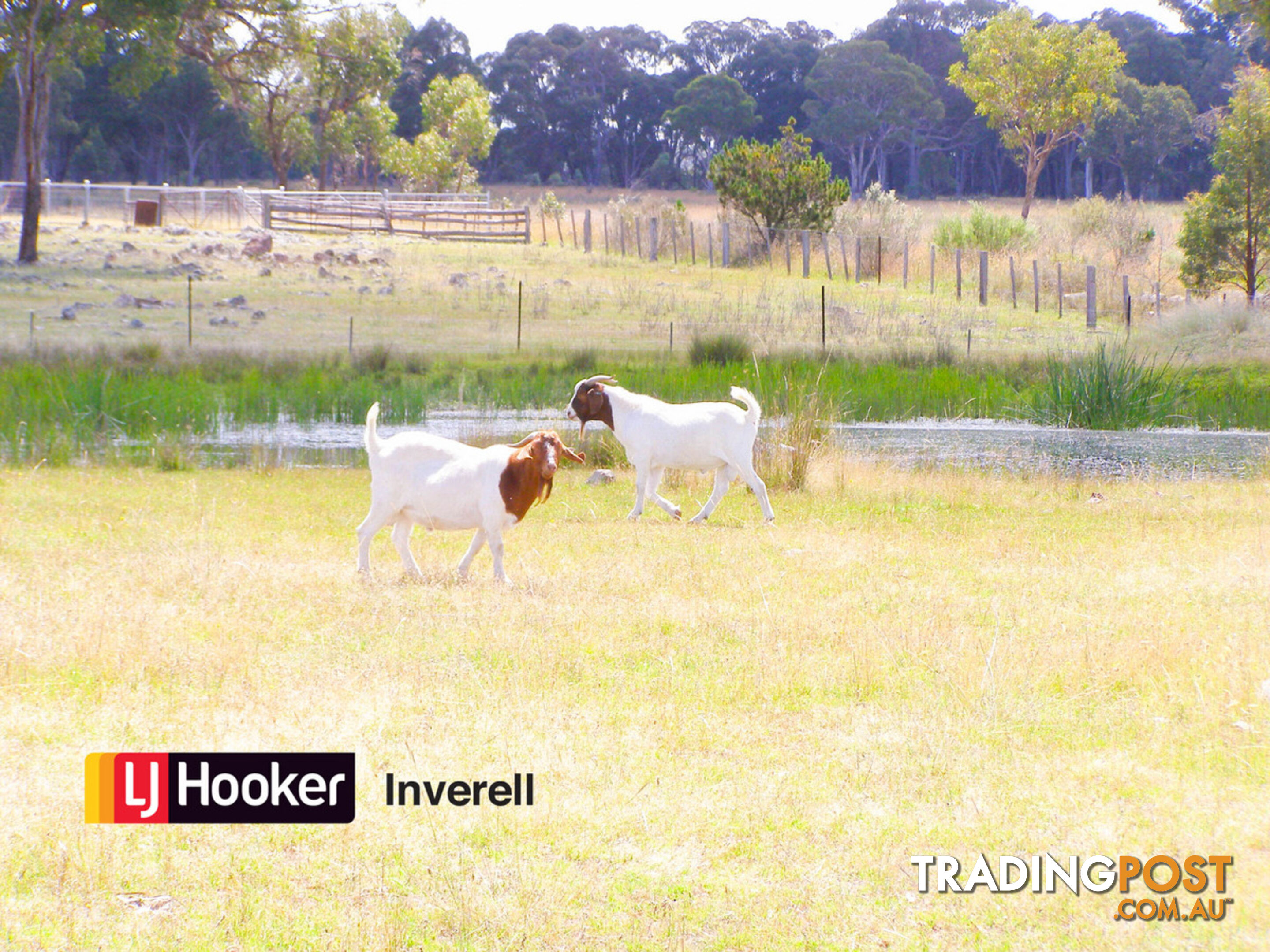 1178 Moredun Dams Road INVERELL NSW 2360