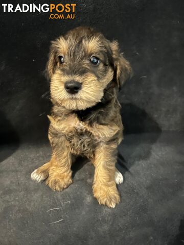 Schnoodle Puppies Cuties and Fun