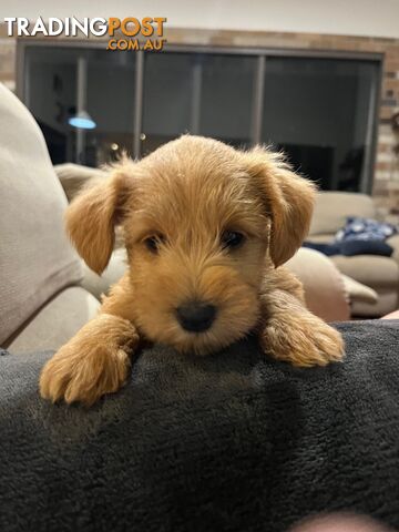 Schnoodle Puppies Cuties and Fun