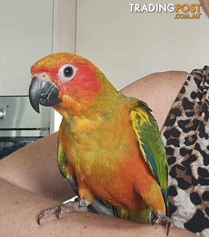 Sth American Sun Conures