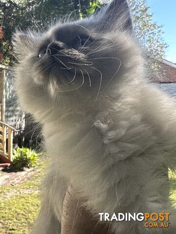 Angelic Ragdoll baby ready to go now