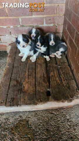 Border Collie puppies - Purebred