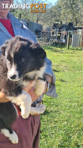 Border Collie puppies - Purebred