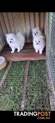 Japanese Spitz puppies - Purebred