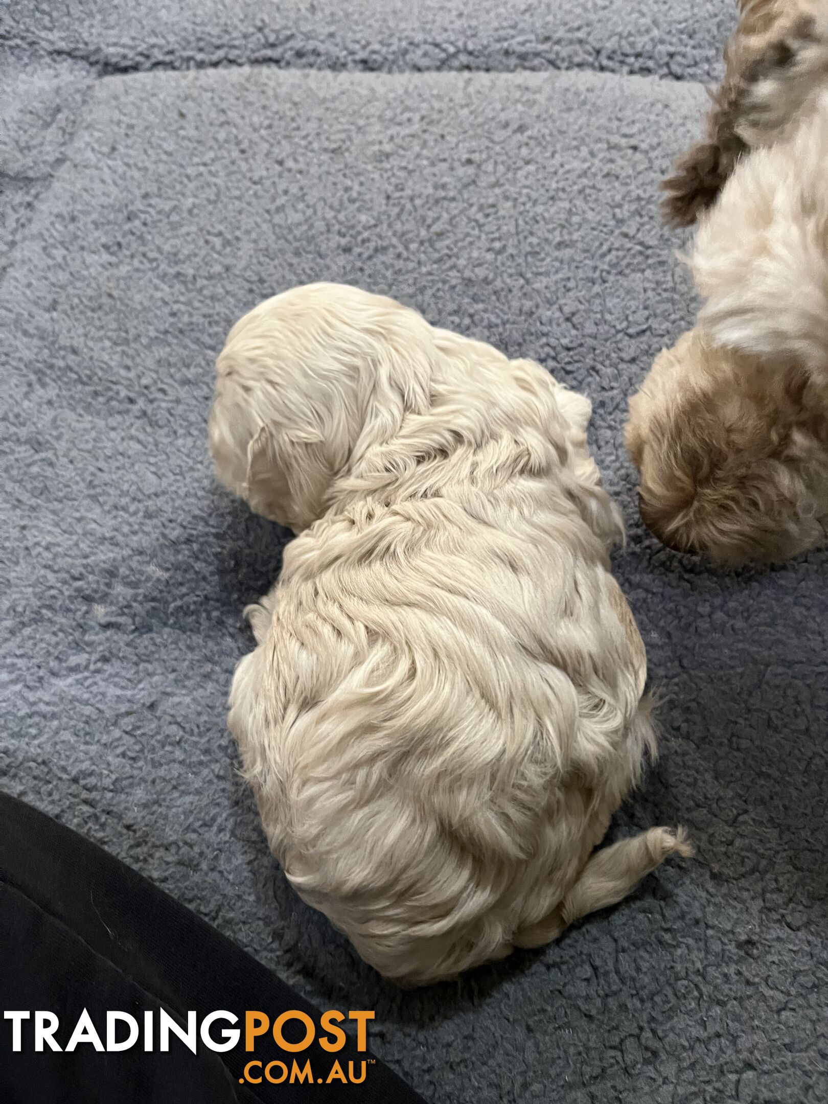 Cavoodle puppies in SA Modbury