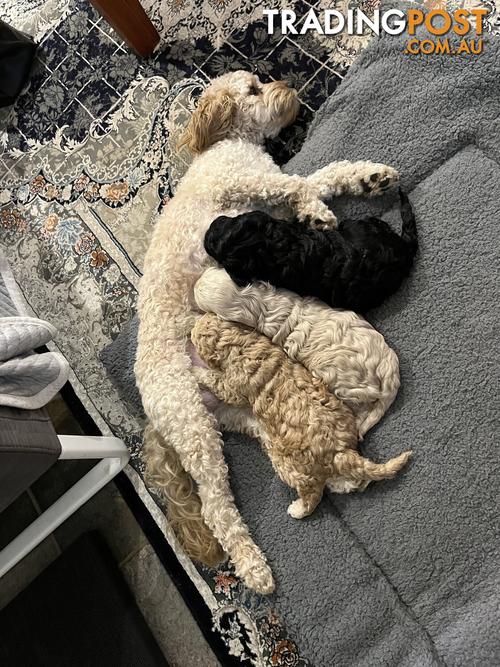 Cavoodle puppies in SA Modbury