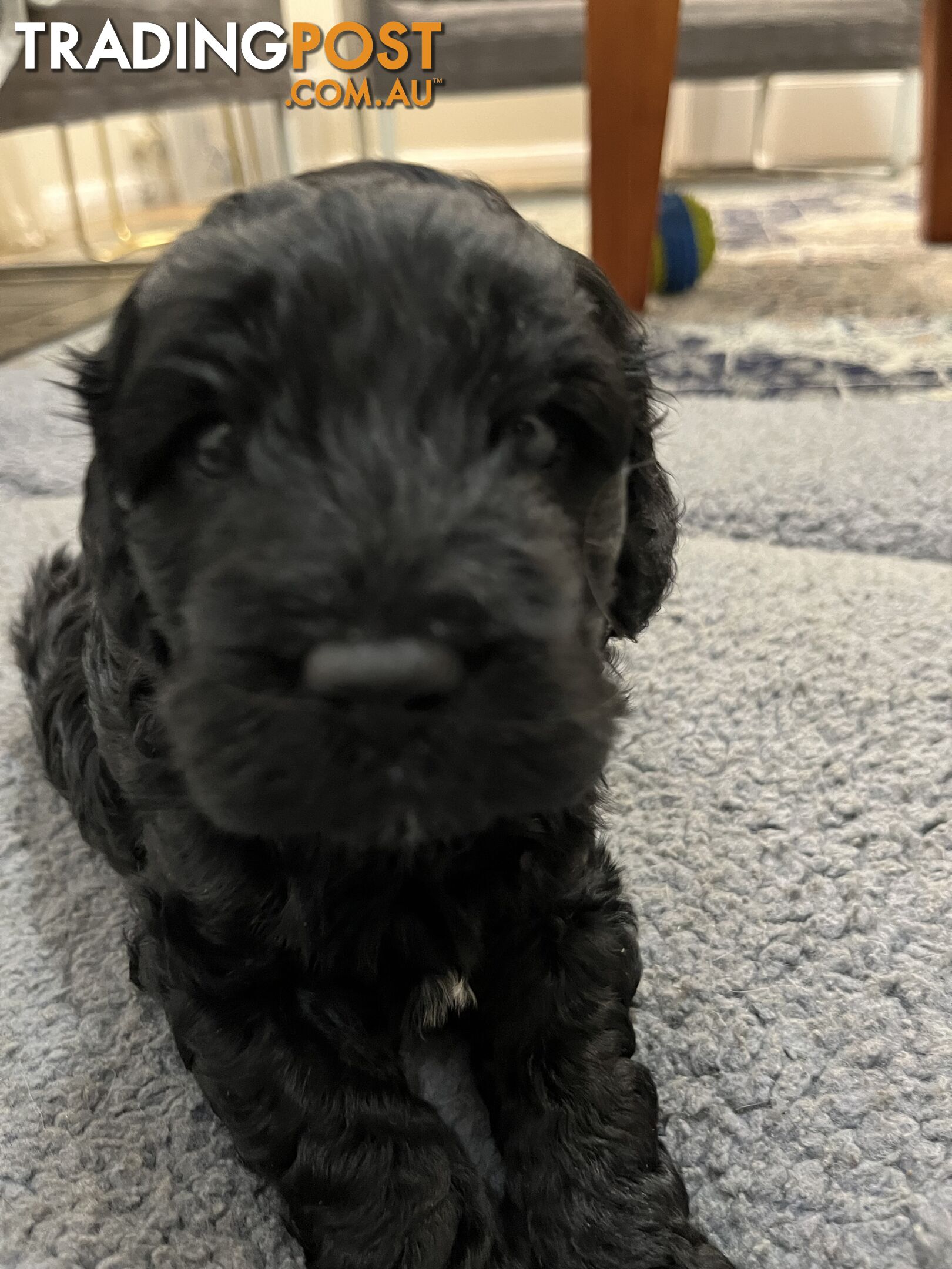 Cavoodle puppies in SA Modbury