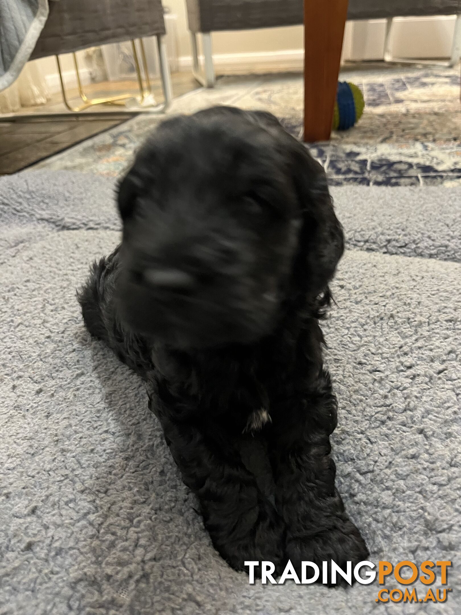 Cavoodle puppies in SA Modbury