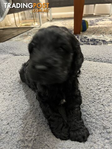 Cavoodle puppies in SA Modbury