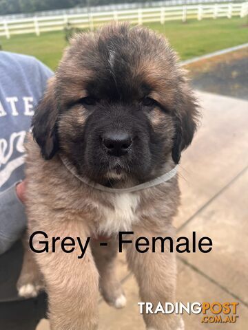 Saint Bernard cross Tibetan Mastiff - ONLY 1 LEFT