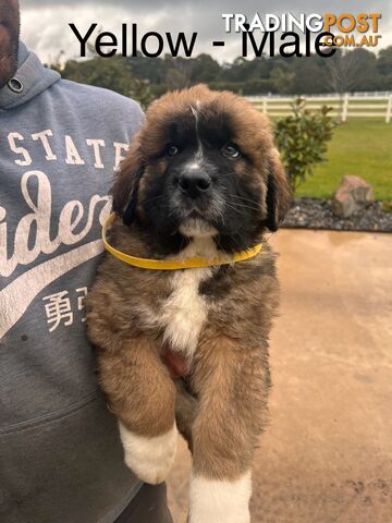 Saint Bernard cross Tibetan Mastiff