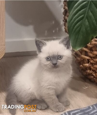 British Shorthair Kittens