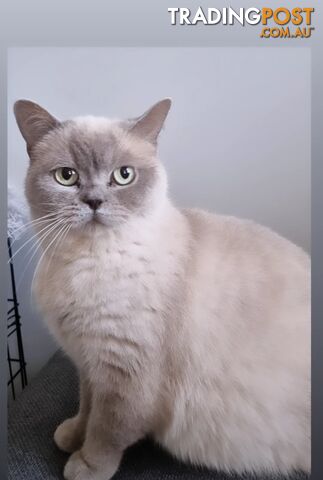 British Shorthair Kittens