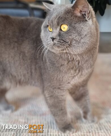 British Shorthair Kittens