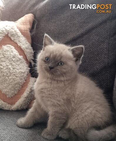 British Shorthair Kittens