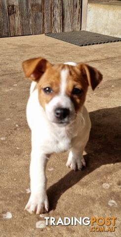 Jack Russell puppies