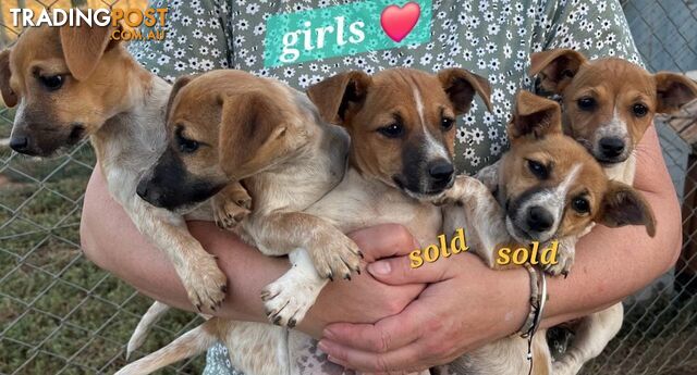 Jack Russell puppies