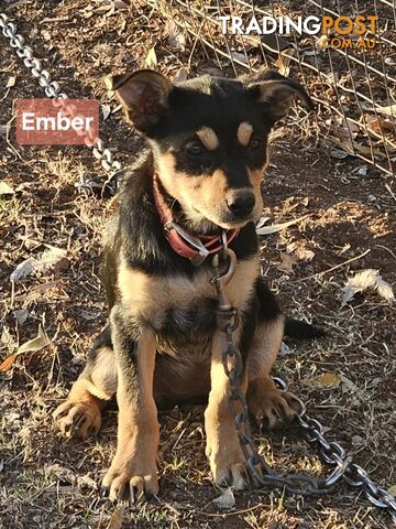 WKC reg working kelpie pups - photo 5 of 6