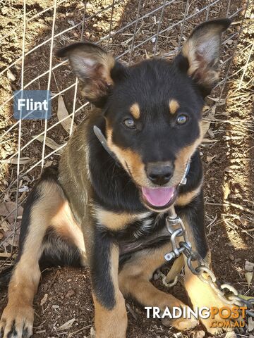 WKC reg working kelpie pups - photo 2 of 6