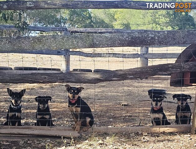 WKC reg working kelpie pups