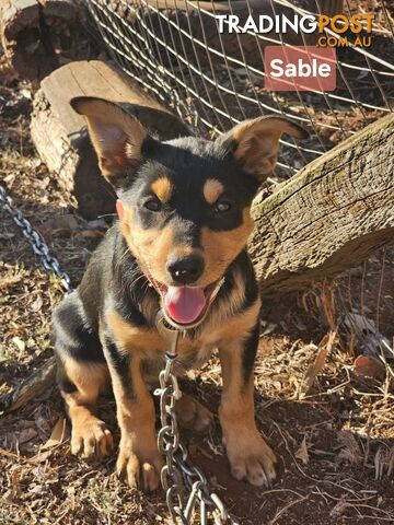 WKC reg working kelpie pups - photo 3 of 6