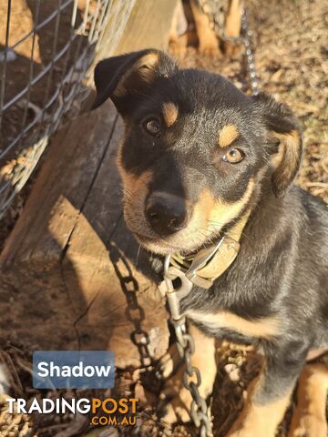 WKC reg working kelpie pups - photo 4 of 6