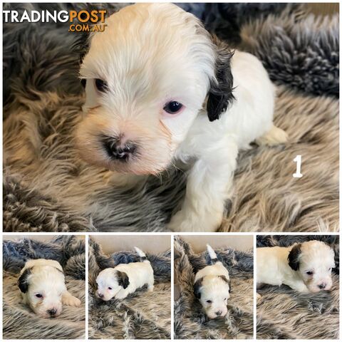 🎄 Adorable Maltese cross Puppies – Ready Just in Time for Christmas! 🎁