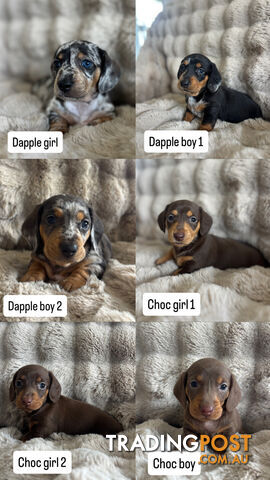 Miniature dachshunds