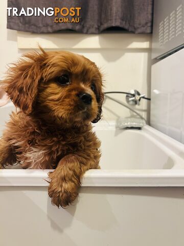 Mdba Cavalier King Charles Spaniel