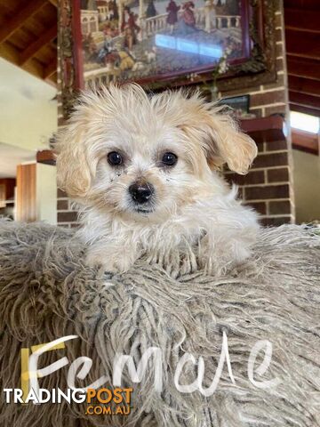 Maltese Shih Tzu x Maltese Shih For sale