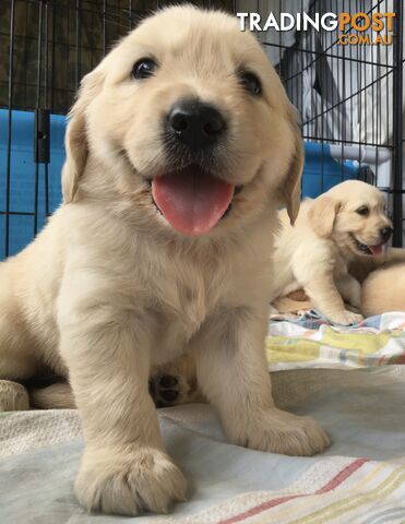 Golden Retriever Puppies