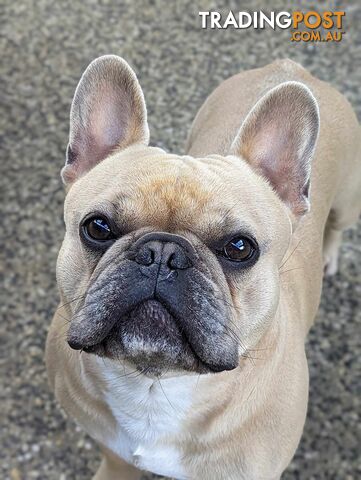 Purebred French Bulldog Puppies