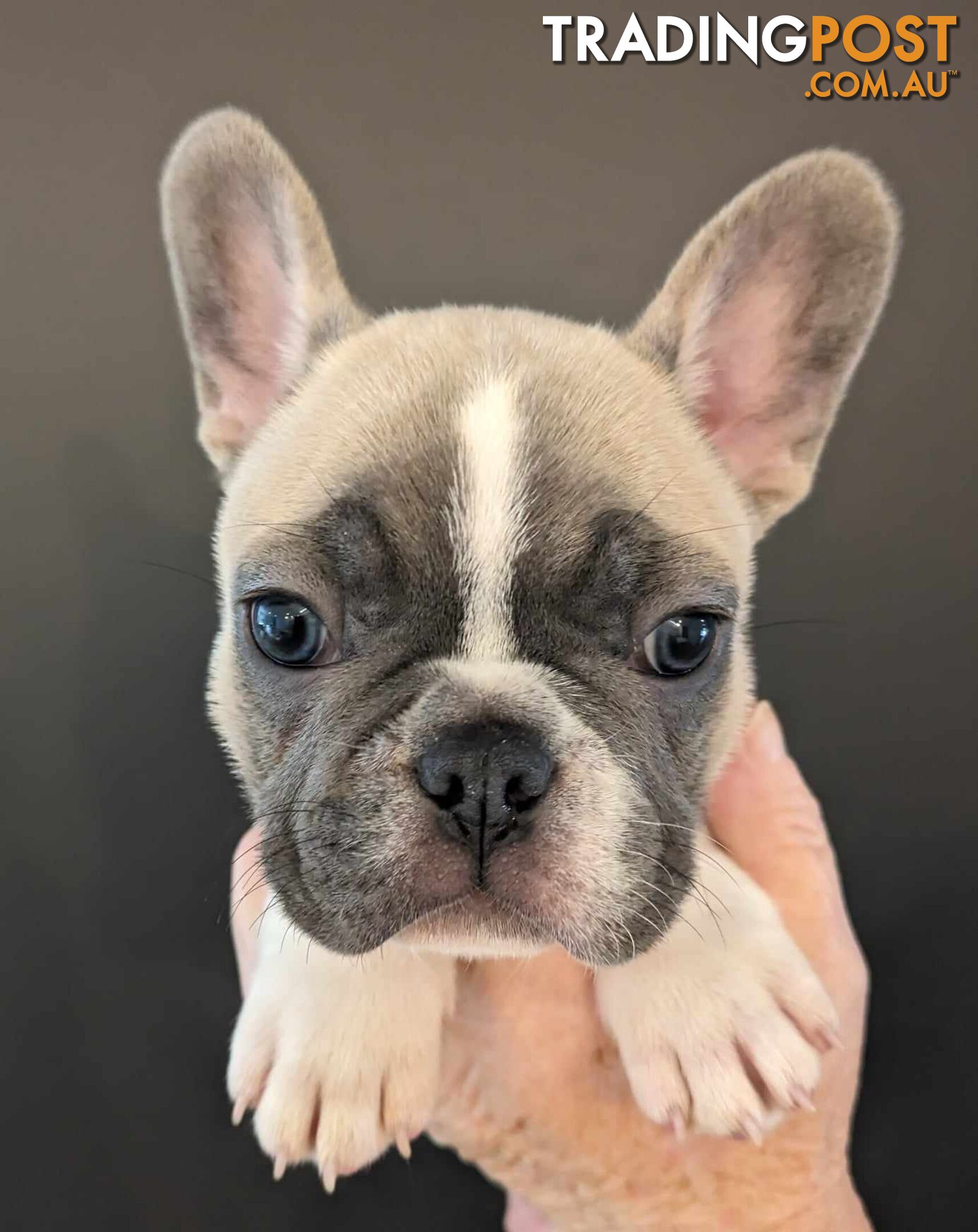 Purebred French Bulldog Puppies