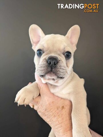 Purebred French Bulldog Puppies