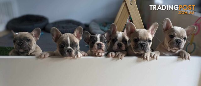 REDUCED PRICE!!!!! Purebred French Bulldog Puppies