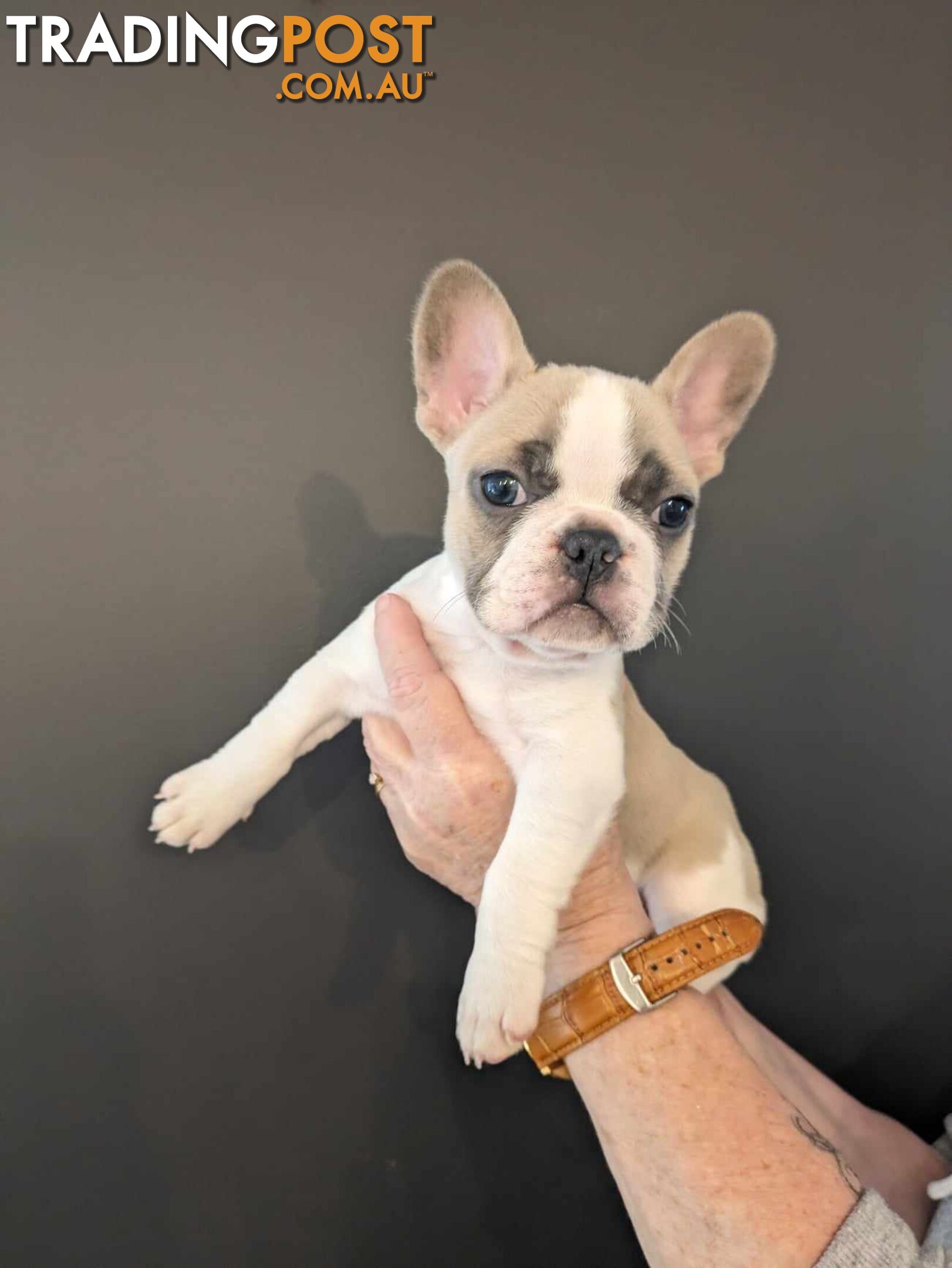 Purebred French Bulldog Puppies