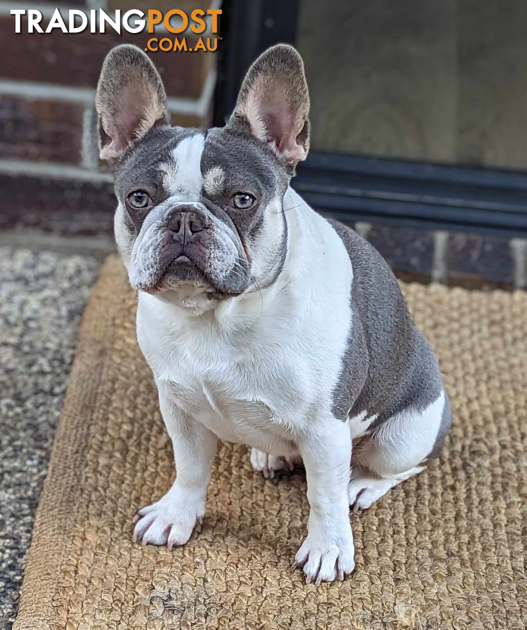 Purebred French Bulldog Puppies