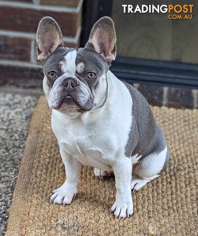 Purebred French Bulldog Puppies